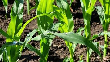 junge Maisblätter in einem Feld, das nach Regen in der Morgensonne mit großen Wassertropfen bedeckt ist. video