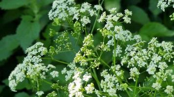 Plant with small white flowers. Conium maculatum. Hemlock is a biennial herbaceous plant of the Apiaceae family. video