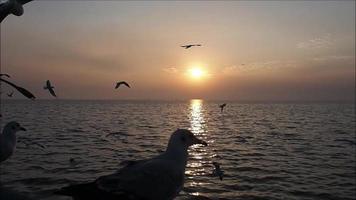 ein goldener Sonnenaufgang oder Sonnenuntergang über dem Ozean. sonnenuntergang, sonnenaufgang sommerlandschaft.schöne natur video