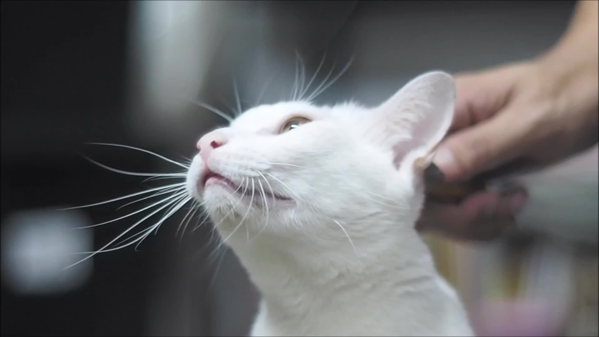 brush white cat hair 9102549 Stock Video at Vecteezy