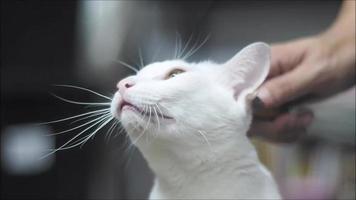 cepillo de pelo de gato blanco