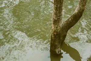 Dry tree in the water. photo