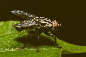 Macro fly on leaf photo