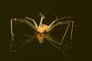 macro araña fondo amarillo colorido foto