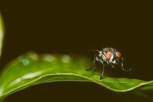 Fly on the leaf photo