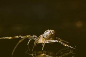 Macro Spider Bokeo Background photo