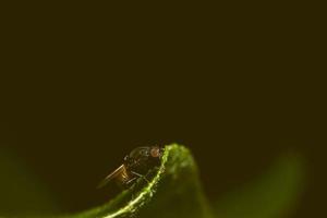 Macro fly on leaf photo