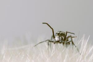 araña macro en hoja foto