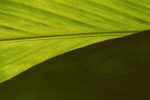 Green leaf background photo