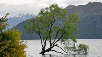 famosa árvore wanaka na nova zelândia. video