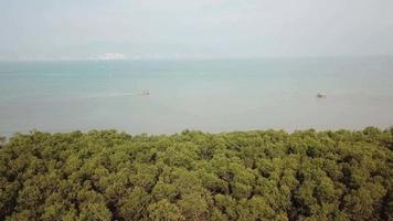 Panning view dense thick mangrove forest at the coastal. F video