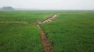 Pesticide left at green paddy field in haze day. video