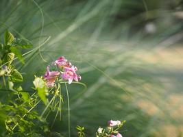 Pink flower on blurred of nature background photo