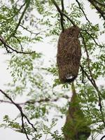 nido de pájaro, tejedor en el árbol nido pájaro tejedor colgar en el fondo de la naturaleza del árbol foto