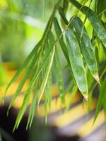 bamboo fresh green leaves in garden nature background photo