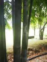 bamboo fresh green leaves in garden nature background photo
