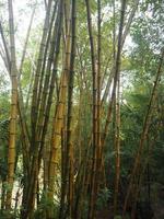 bamboo fresh green leaves in garden nature background photo