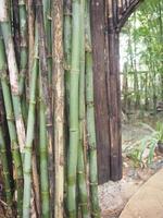 bamboo fresh green leaves in garden nature background photo