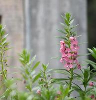 no me olvides angelonia goyazensis benth, digitalis solicariifolia nombre flor morada es una sola flor, pero sobresaliendo según el principio o la bifurcación foto