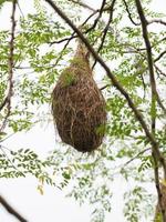 nido de pájaro, tejedor en el árbol nido pájaro tejedor colgar en el fondo de la naturaleza del árbol foto