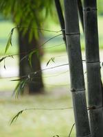 bamboo green leaves tree nature background photo