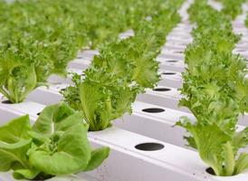 Primer plano de la plantación de hortalizas de lechuga de hoja iceburg fillie foto