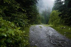 Forest trail scene. Woodland rocky path Forest in fog. Landscape with trees, colorful green and blue fog. Nature background. Dark foggy forest photo