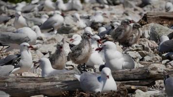 baby zeemeeuw zweeft in de habitat op kaikoura beach, zuid eiland video