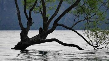 due uccelli riposano sull'albero di wanaka. video