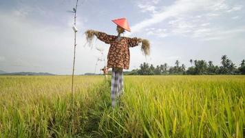 Rice paddy field and scarecrow in Malaysi background. video