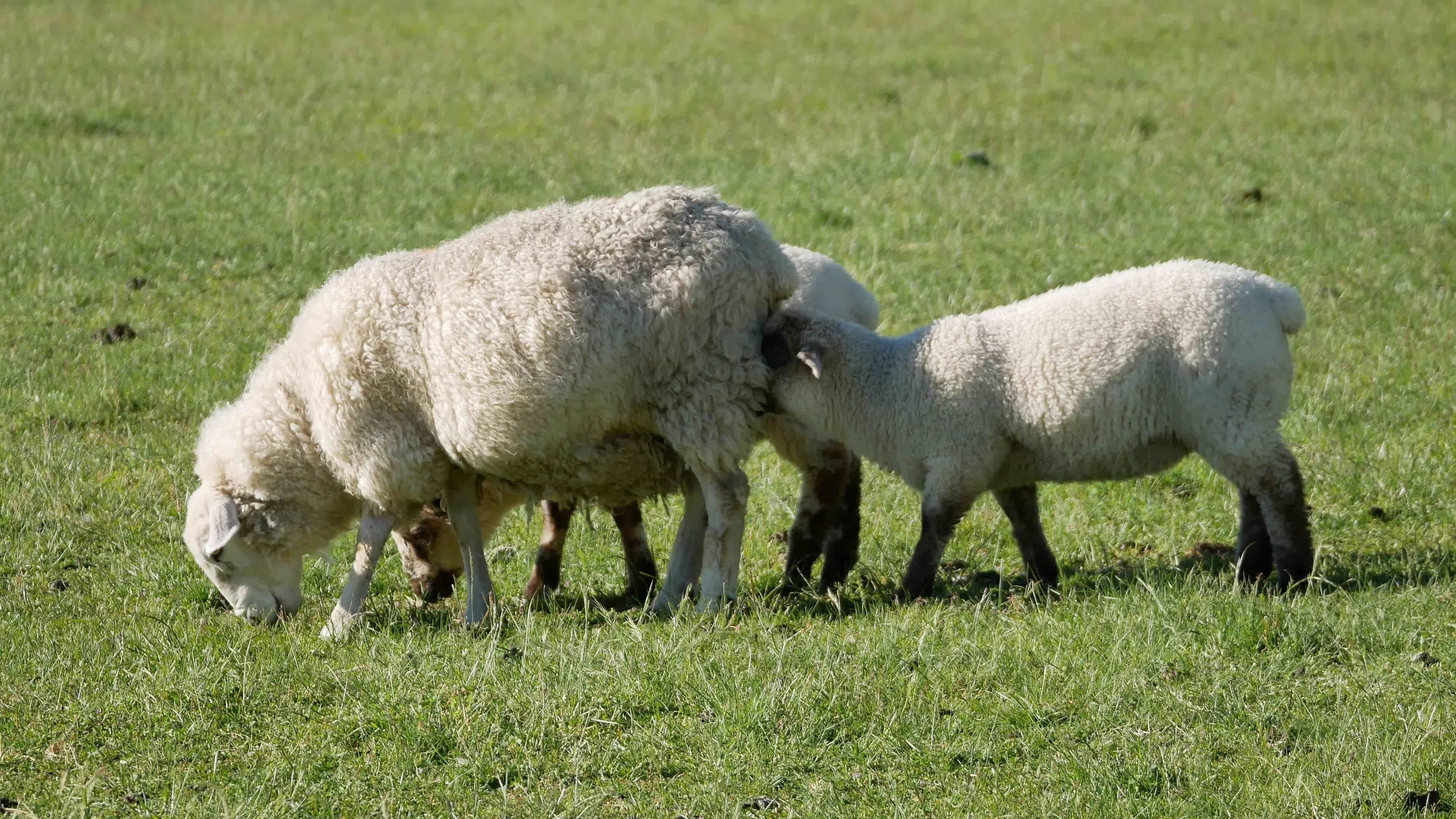 A young baby lamb drink milk feed by sheep mom 9106965 Stock