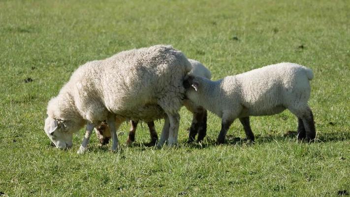 洋楽 Lamb and Mutton / mama!milk 洋楽 Lamb and Mutton / mama!milk 洋楽 Lamb and Mutton / mama