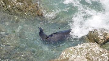 A fur seal swim and play near rock at Kaikoura, South Island, New Zealand video