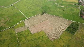 vista aerea alcune delle risaie sono state raccolte vicino al villaggio malese. video
