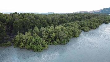 luchtfoto mangrovebos met zilverreiger vogels tijdens eb bij penang. video