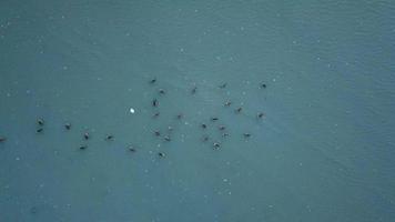 vue de haut en bas de l'habitat des oiseaux près de l'eau salée. video