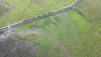 Luftflug über Torfland am Reisfeld bei Permatang Pauh. video