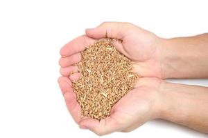 Handful of wheat grains in his hands on a white background. photo