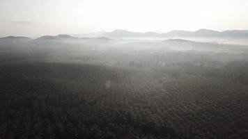 Oil palm plantation at Malaysia at rural area in morning. video