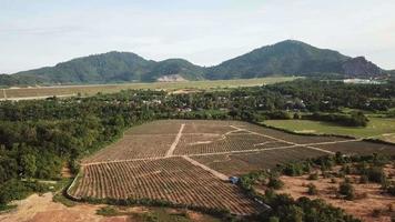 piantagione di vista aerea vicino alla diga di mnegkuang, penang, malesia. video