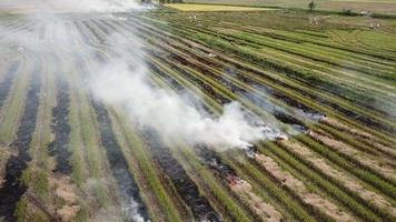 Farmer burn grass and weeds in rice field.