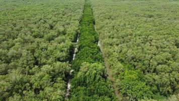 Aerial view border of mangrove tree video