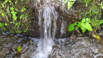 l'eau claire coule sur la rivière et il y a quelques mauvaises herbes enregistrées dans les zones rurales video