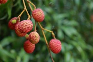 fresh lychee on tree in lychee orchard. photo