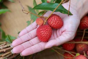 Lychee fruits presented in woman hands. photo