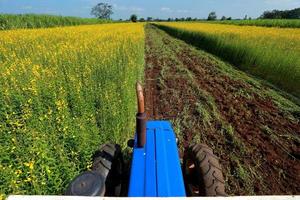 Crotalaria plants in the legume cly grown as aommon green manure. photo