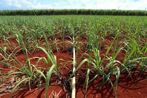 sugarcane field with blue sky photo