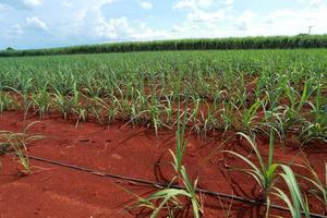 sugarcane field with blue sky photo