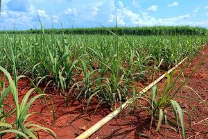 sugarcane field with blue sky photo