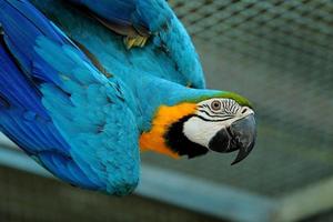 Macaw beautiful bird photo